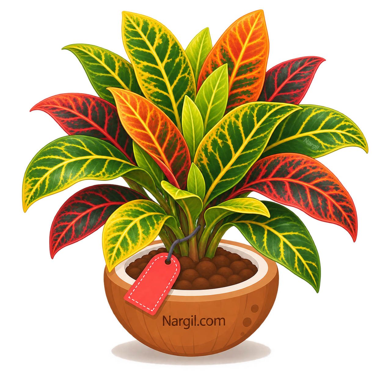 Nargil_Codiaeum Variegatum
